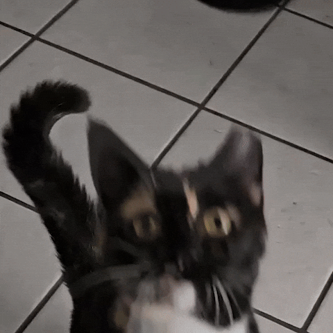 Cat Wave GIF