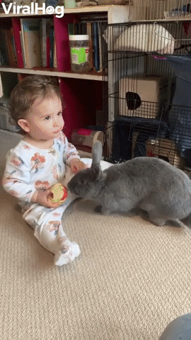 Rabbit Runs Away With Babys Apple GIF by ViralHog