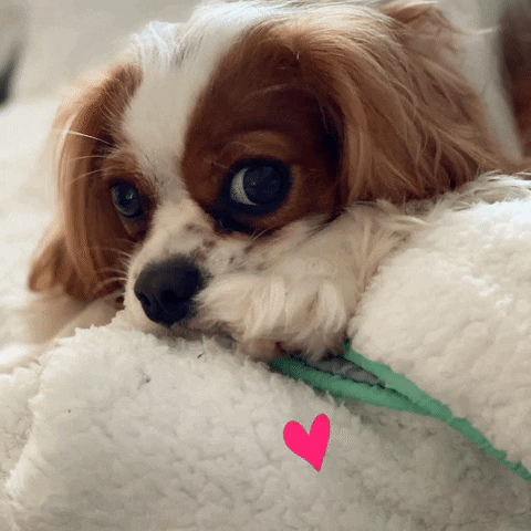 petnannypr GIF