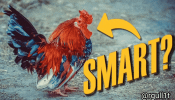 Chicken GIF