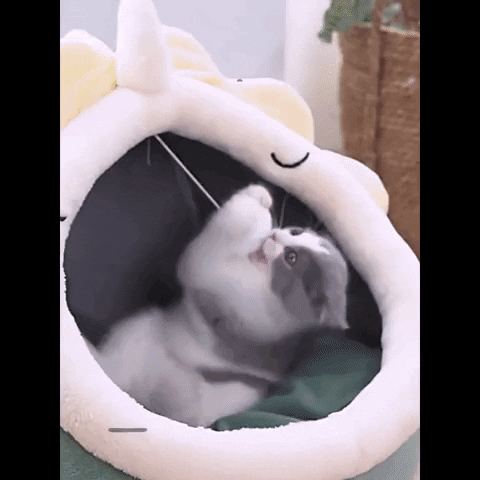 Tuahpet Toca Para Gatos GIF