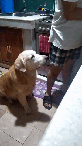 Biikthor GIF