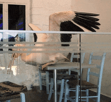 Greatly GIF