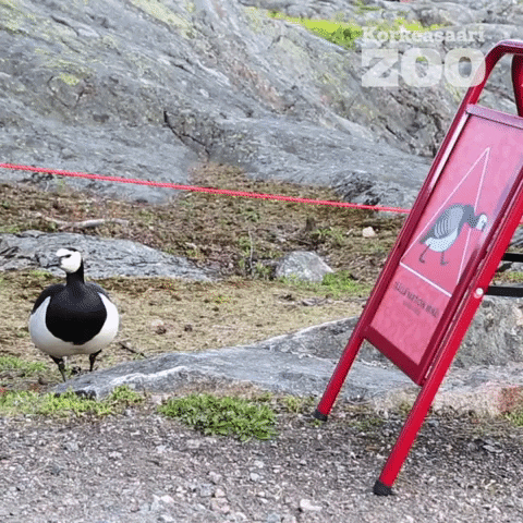 Birds Goose GIF by Korkeasaari Zoo
