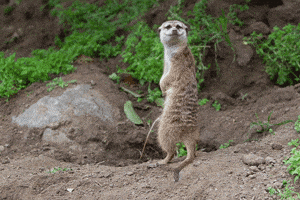 Meerkat GIFs - Find & Share on GIPHY