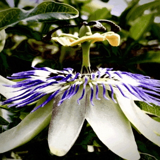 Flower GIF