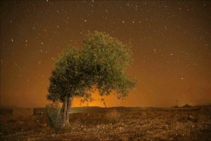 Timelapse GIF