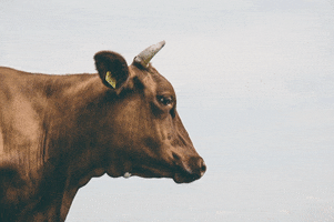 Cow Feel Safe GIF by Mercy For Animals