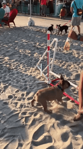 Winning GIF