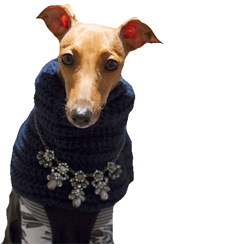 New York Fashion Week Fw Sticker by Iggy Joey