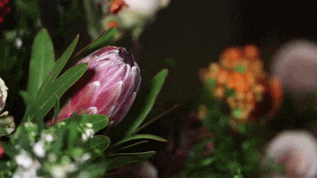Design Flower GIF by Tailored Twig