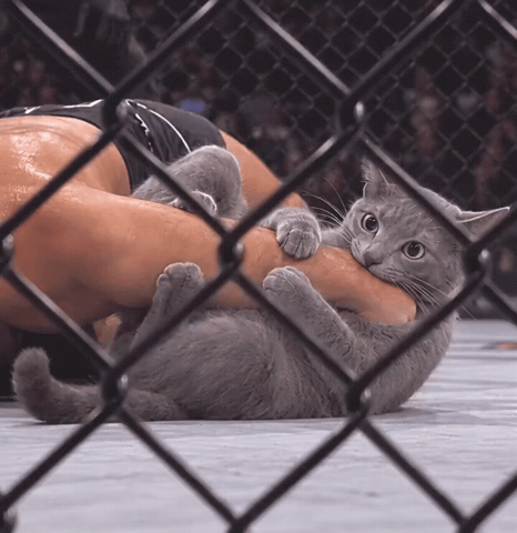 Cat Fight GIF by DJ CHIMO BAYO