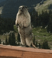 Marmot GIFs - Find & Share on GIPHY