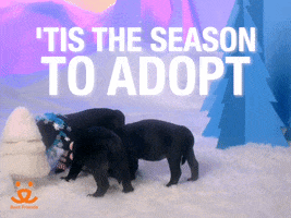 Adopt Best Friends GIF by Best Friends Animal Society