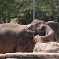 Happy Living Your Best Life GIF by Busch Gardens