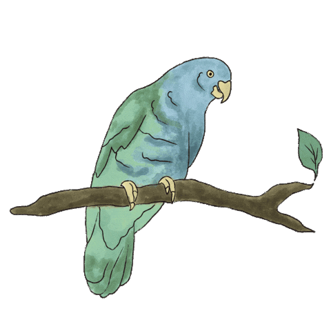St Lucia Bird Sticker by Sugar Beach, A Viceroy Resort