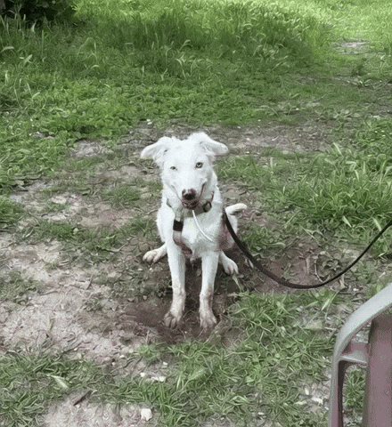 Perrito GIF