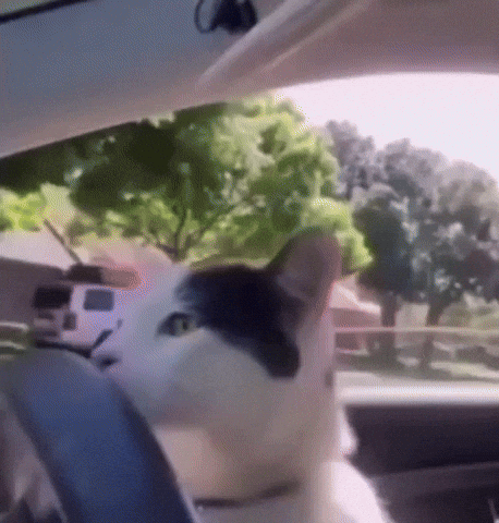 Cat Driving GIF by hamlet - Find & Share on GIPHY