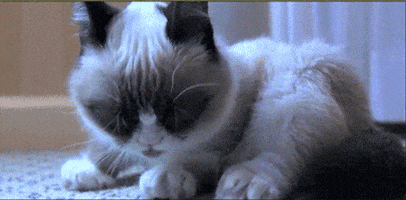 grumpy cat GIF
