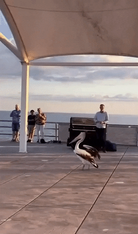 Funny Animals Dancing GIF by Storyful