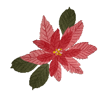 Poinsettia Sticker