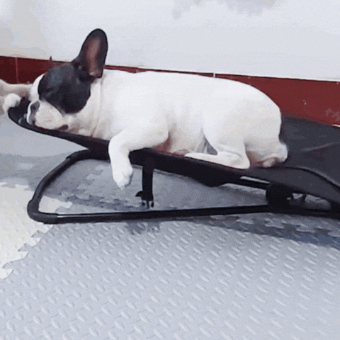 French Bulldog GIF