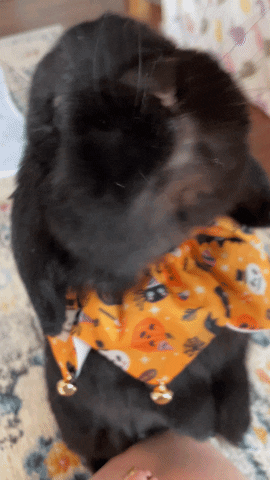 Holland Lop Rabbit GIF by As The Bunny Hops