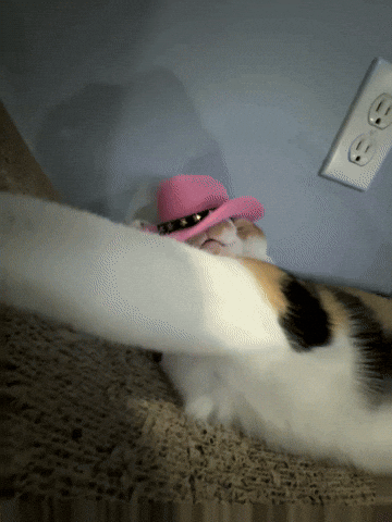 Cat GIF