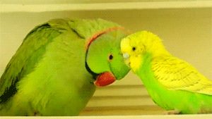 bird parakeet GIF