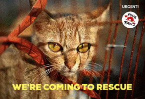 Animal Rescue Cat GIF by FOUR PAWS Australia