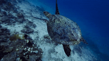 WeAreWater freedom turtle underwater sea turtle GIF
