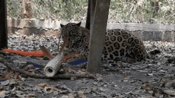 Playing Cat Toy GIF by Oakland Zoo