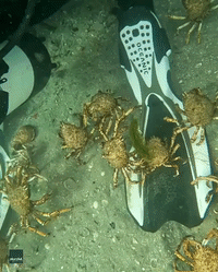 Australian Diver's Presence Crab-tivates Sea Creatures