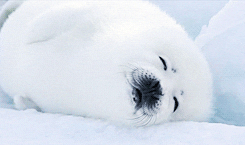 Sleepy Seal GIF - Find & Share on GIPHY