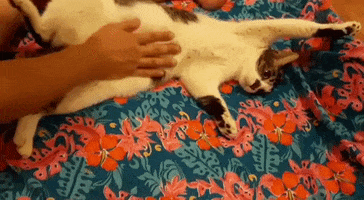 Moocat GIF