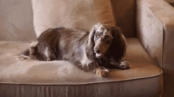 Dogs Pets GIF by bautifulbox
