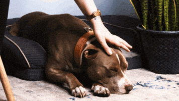 New Mexico Dreaming GIF by NMCO_Studio