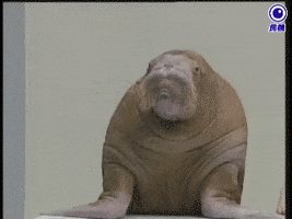 Wildlife gif. A walrus flops his head into his hand as if he is considering something. Text, “Hmm, very interesting.”
