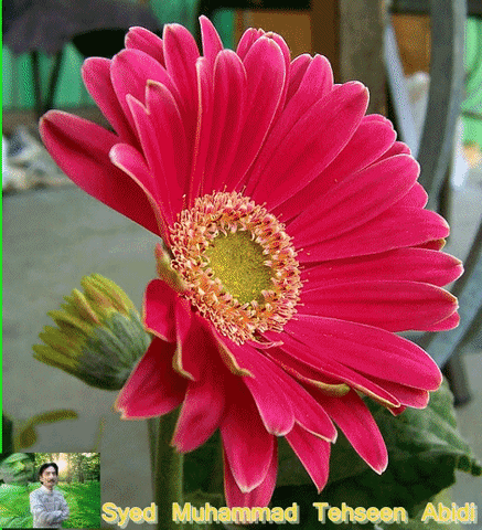 Que flores te gustan para regalarte un ramo