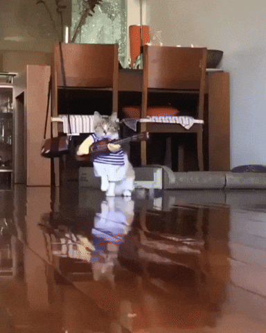 Cat Sees His Big Cousins Feeding And Is Terrified Lipstick