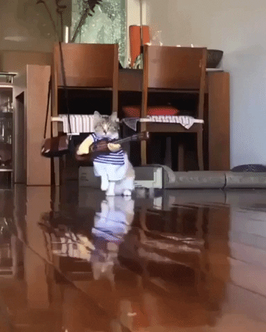 Video gif. A cat walks toward us across a shiny wood floor, wearing a "costume" on its front paws consisting of white shorts, a striped blue shirt, and fake arms holding a tiny guitar.