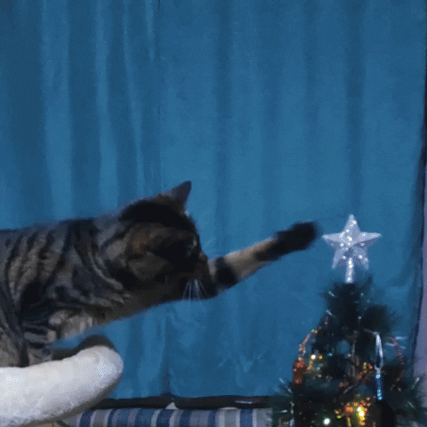 Christmas Tree Cat GIF by echilibrultau