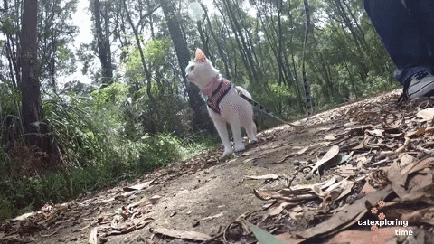 Adventuring-with-cats GIFs - Get the best GIF on GIPHY