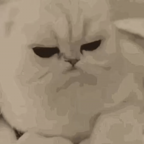 Sad Kitty GIF