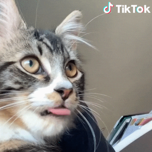 Featured image of post Derpy Cat Gif Get up to 50 off