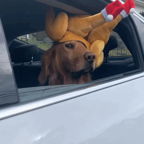 Video gif. A Golden Retriever has a turkey hat that sits askew on their head. They look unamused and give us the side eye when we pan over to them.