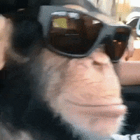 Funny-monkeys GIFs - Get the best GIF on GIPHY