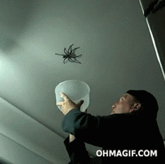 scared spider GIF
