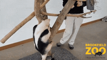 Comedy Snack GIF by Brookfield Zoo