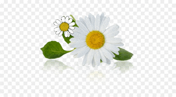 Shanti Cosmetics GIF